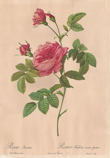 Ou est rosas en espagne ?