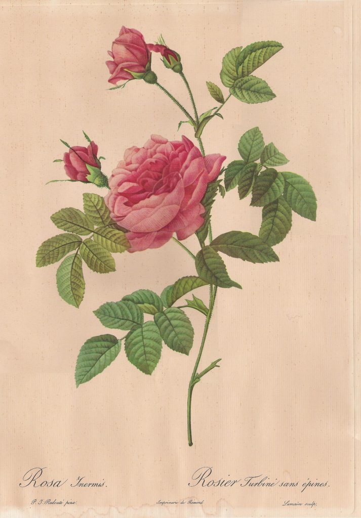 rosa en espagne